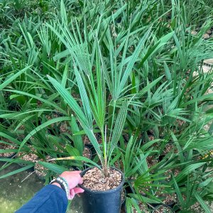 Palmička nízka (Chamaerops Humilis) - výška 60-80 cm, kont. C3L (-14°C) 